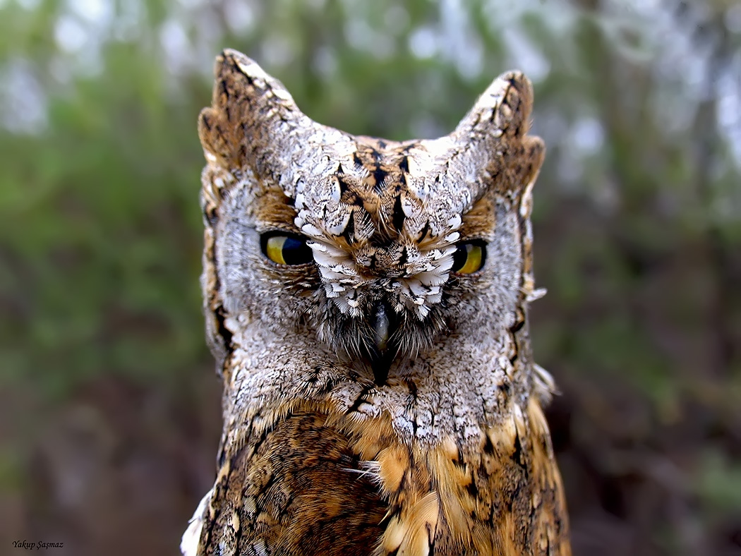Eurasian Scops Owl
