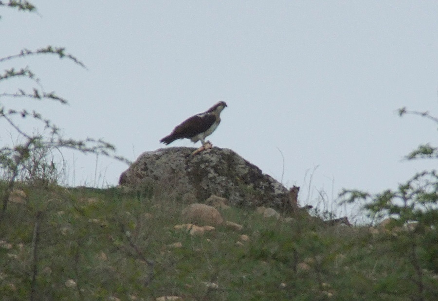 Osprey