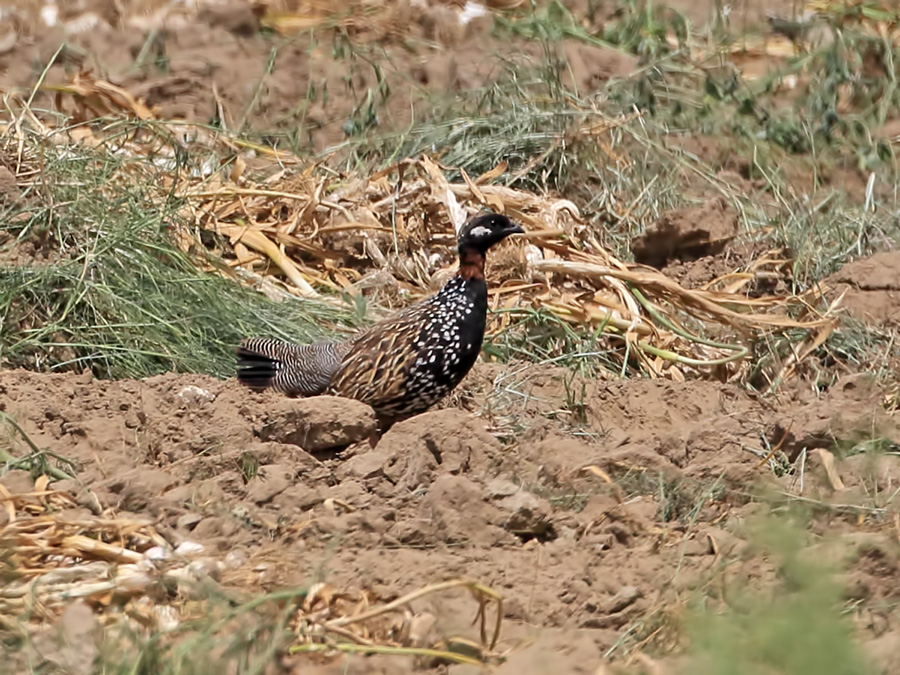 Black Francolin