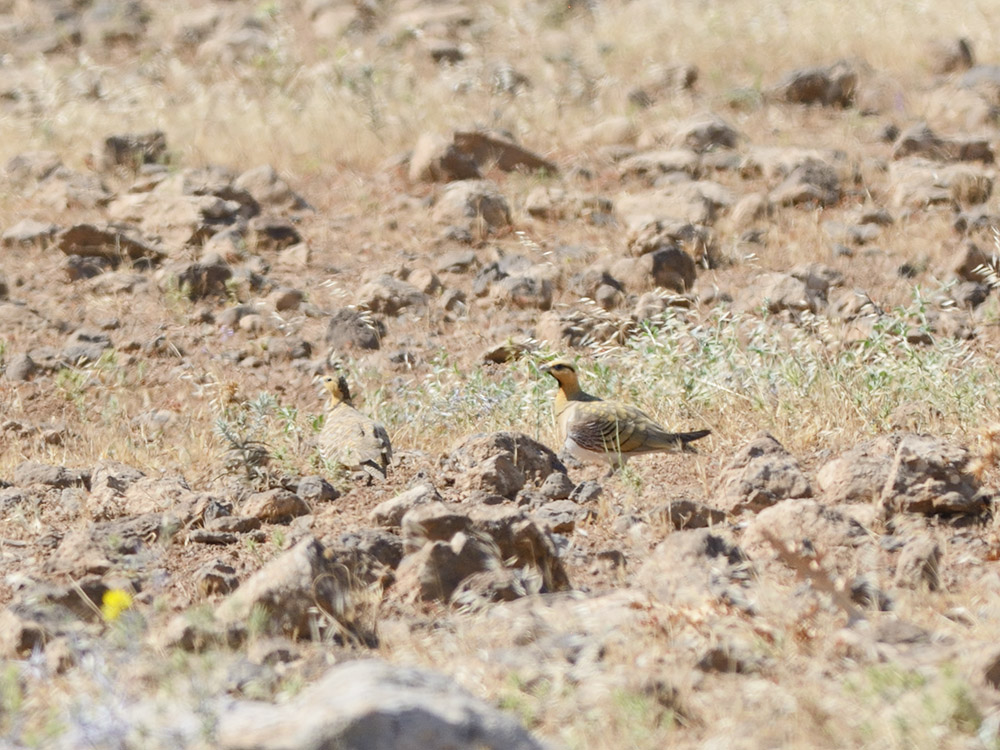 Pin-tailed Sandgrouse
