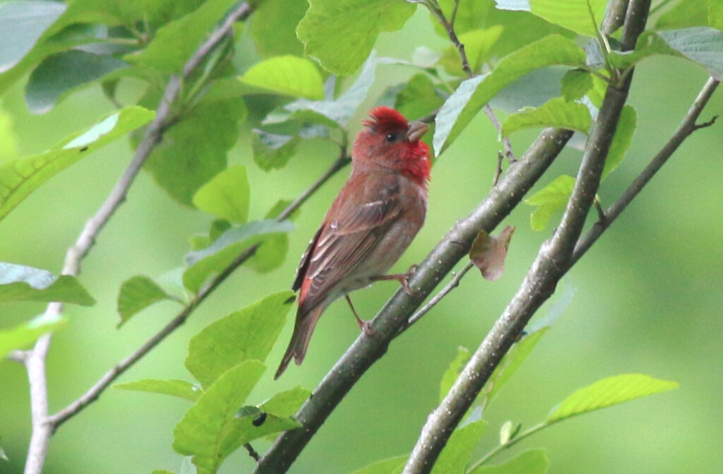 Common Rosefinch