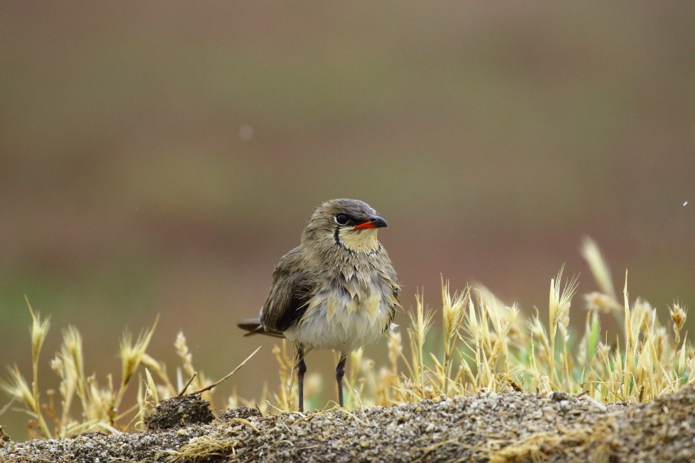 Collared Pratincole
