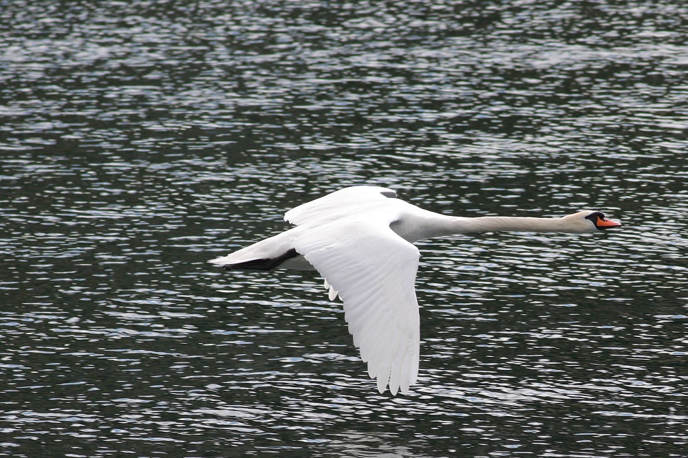 Mute Swan