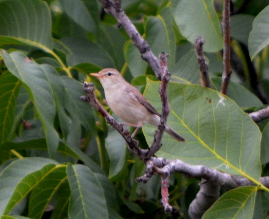 Upcher`s Warbler