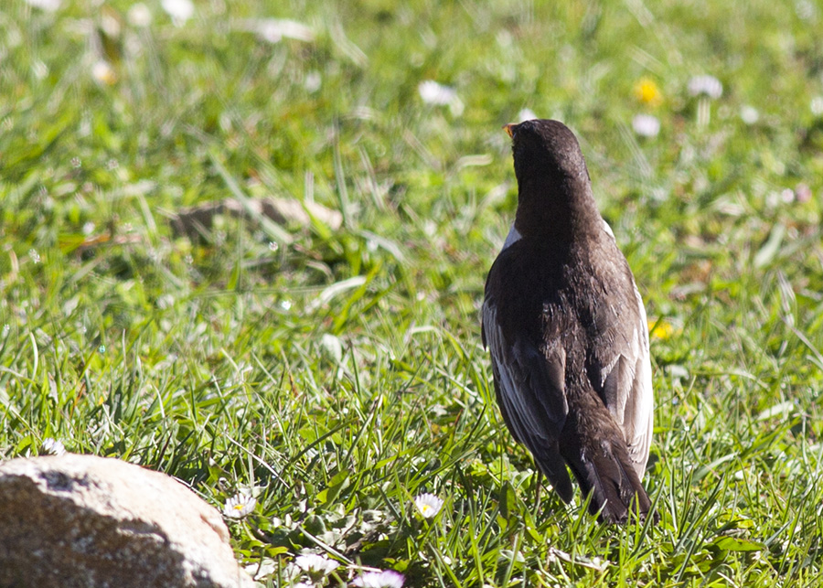 Ring Ouzel