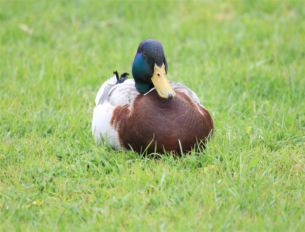 Mallard