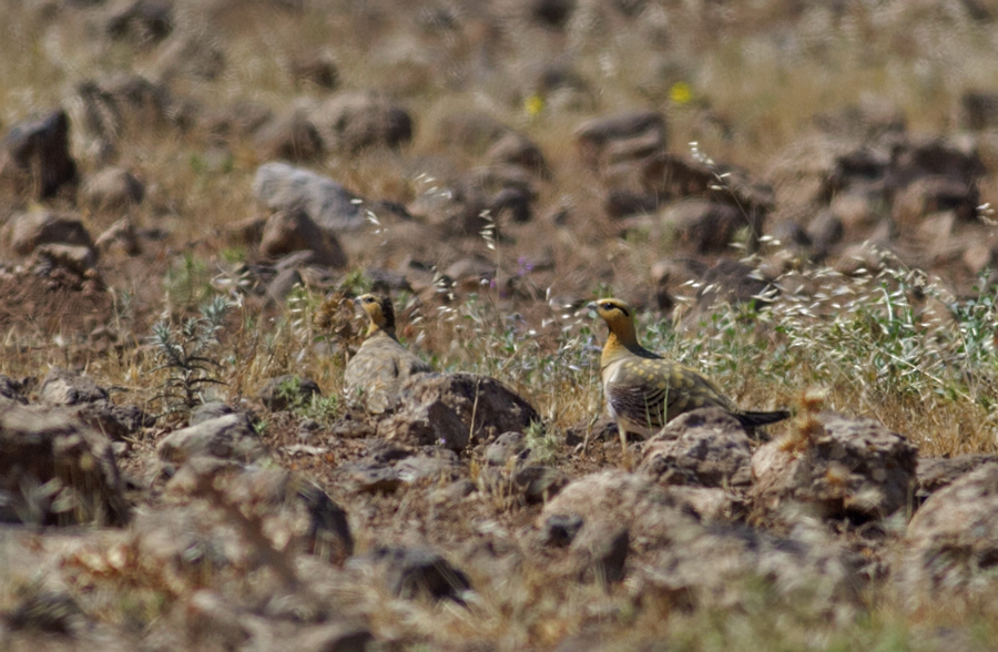 Pin-tailed Sandgrouse