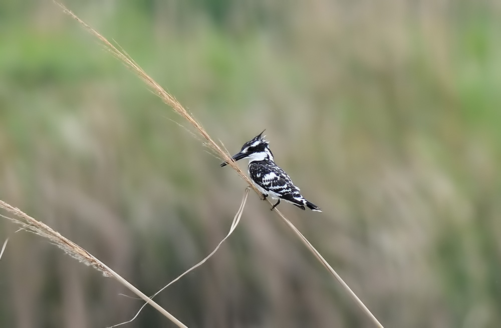 Pied Kingfisher