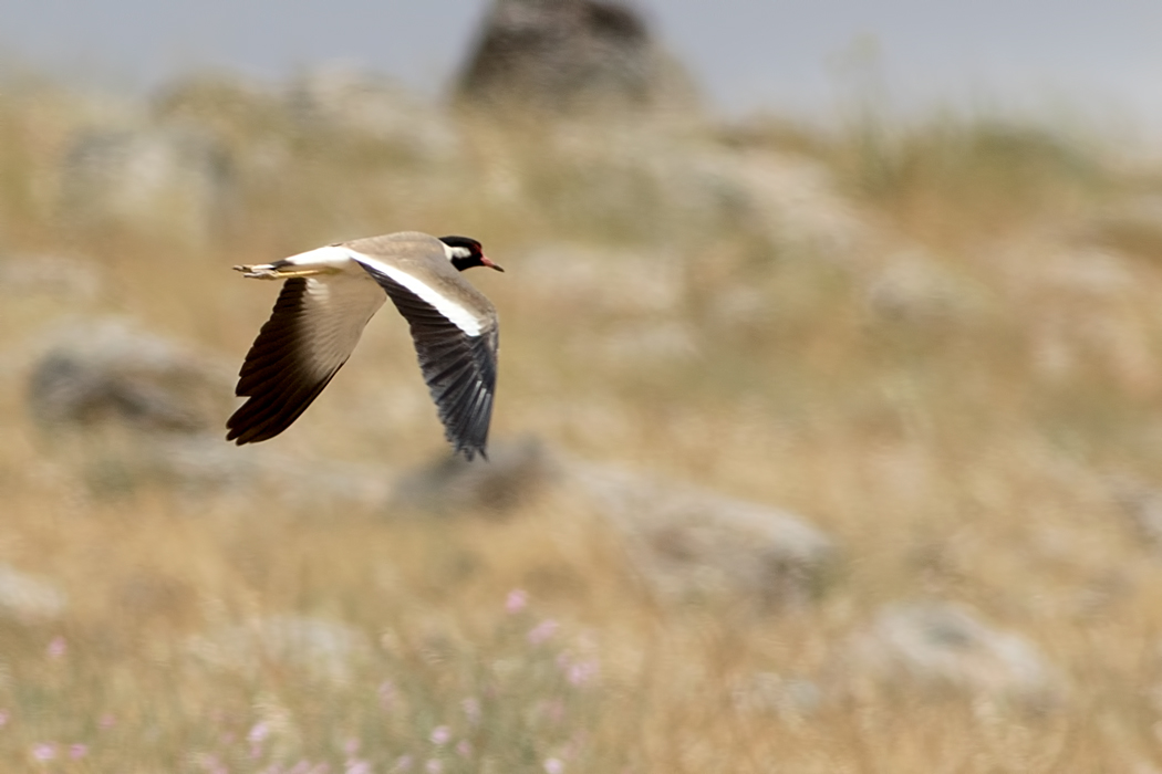 Red-wattled Lapwing