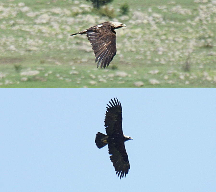 Eastern Imperial Eagle