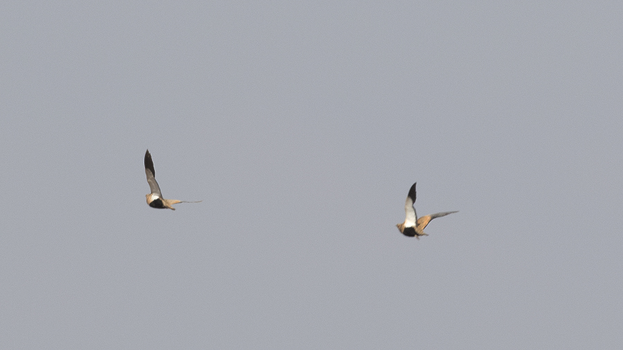 Black-bellied Sandgrouse