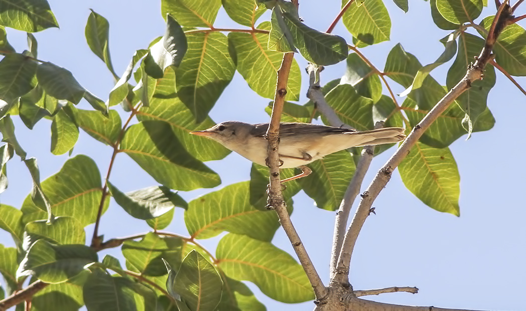 Upcher`s Warbler