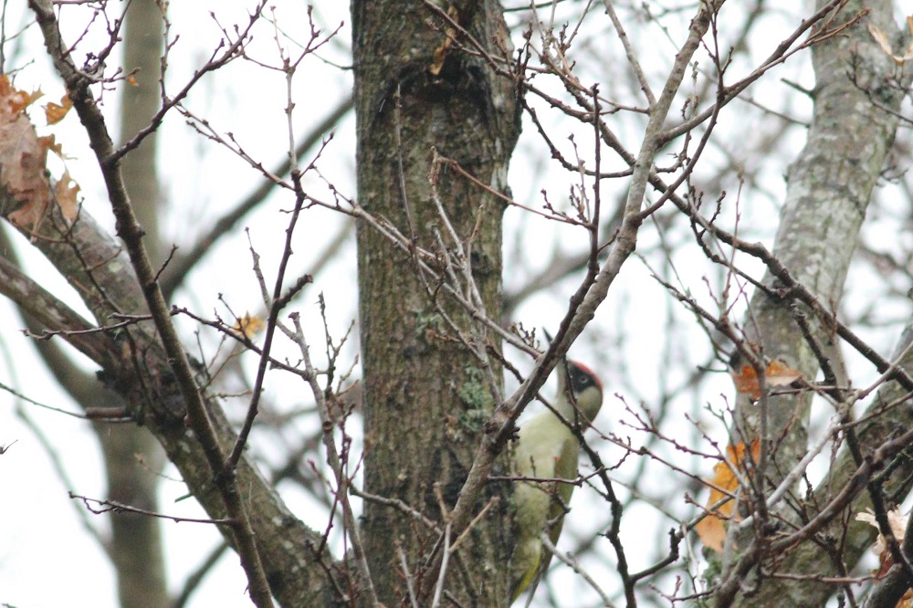 European Green Woodpecker