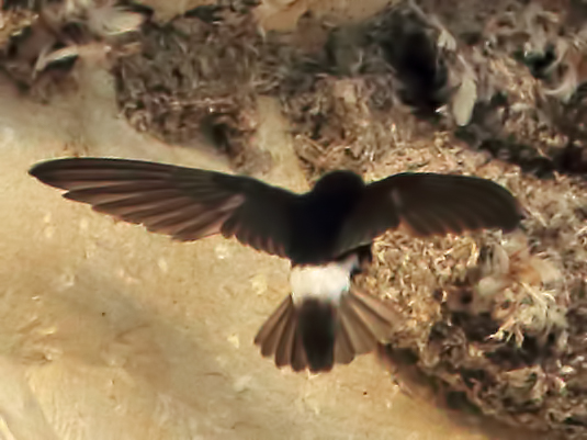 Little Swift