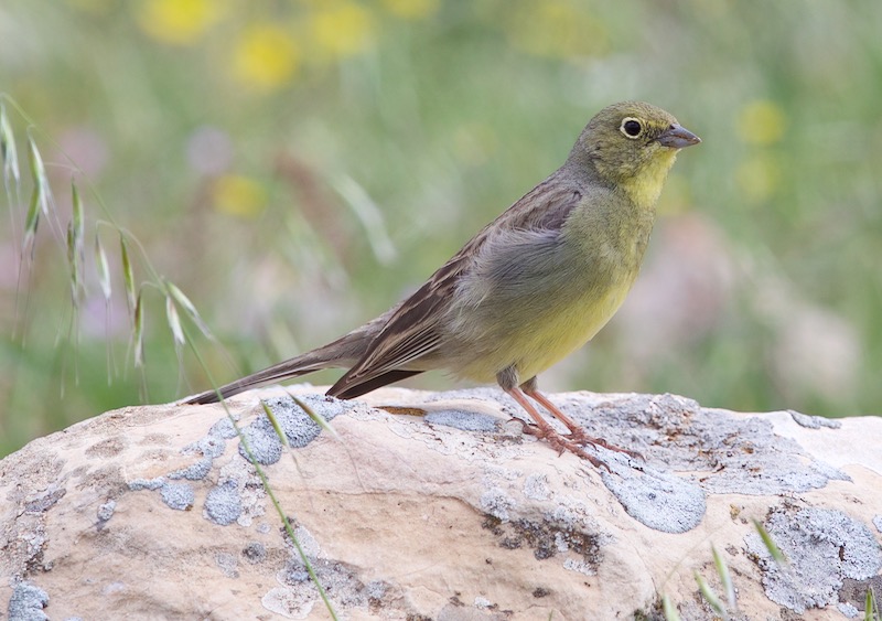 Cinereous Bunting