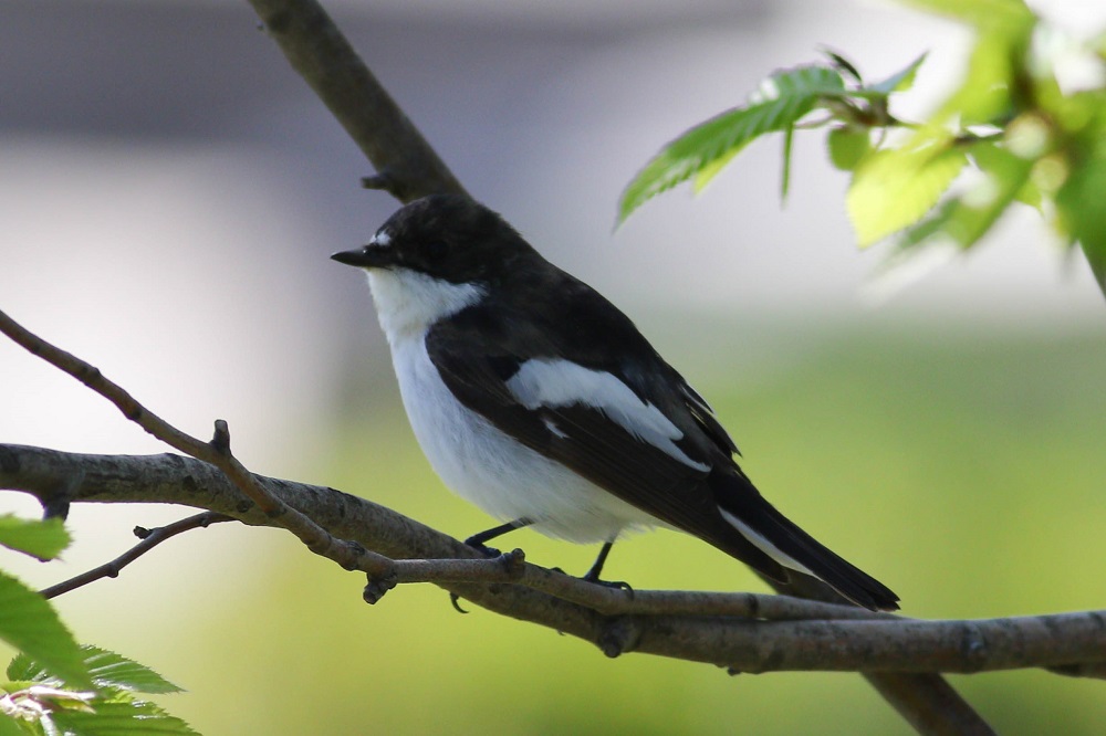 European Pied Flycatcher