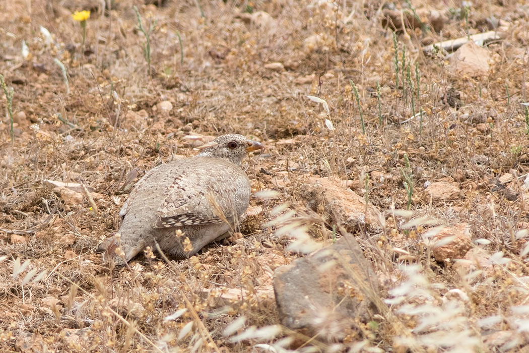 See-see Partridge