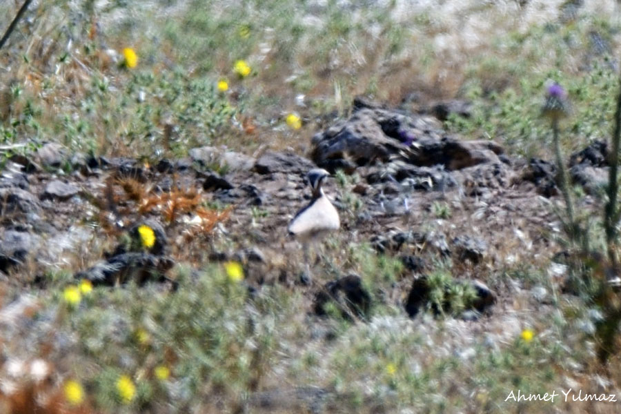 Cream-colored Courser