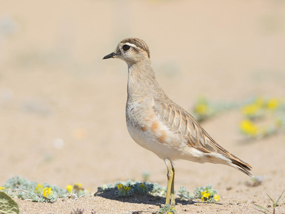 Eurasian Dotterel