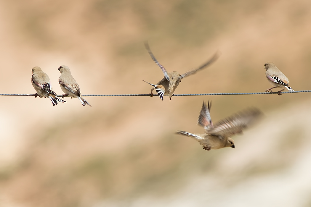 Desert Finch