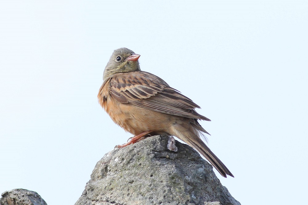 Ortolan Bunting