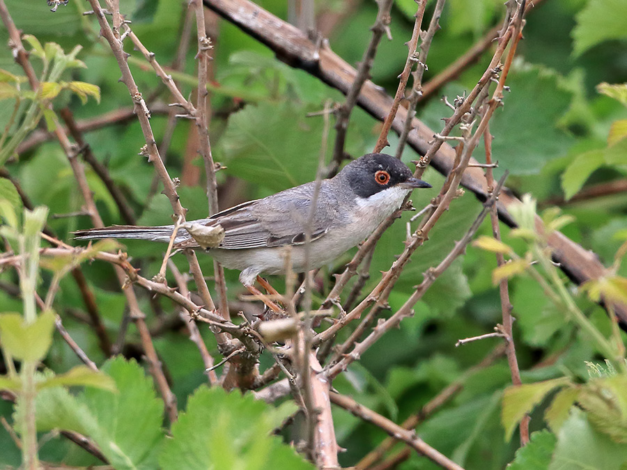 Menetries`s Warbler