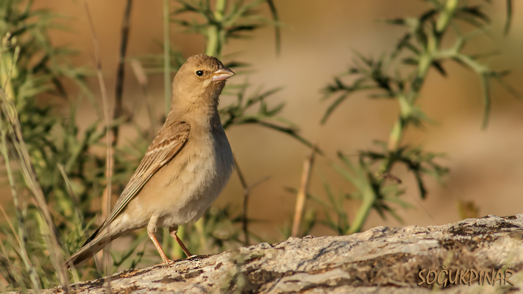 Pale Rockfinch