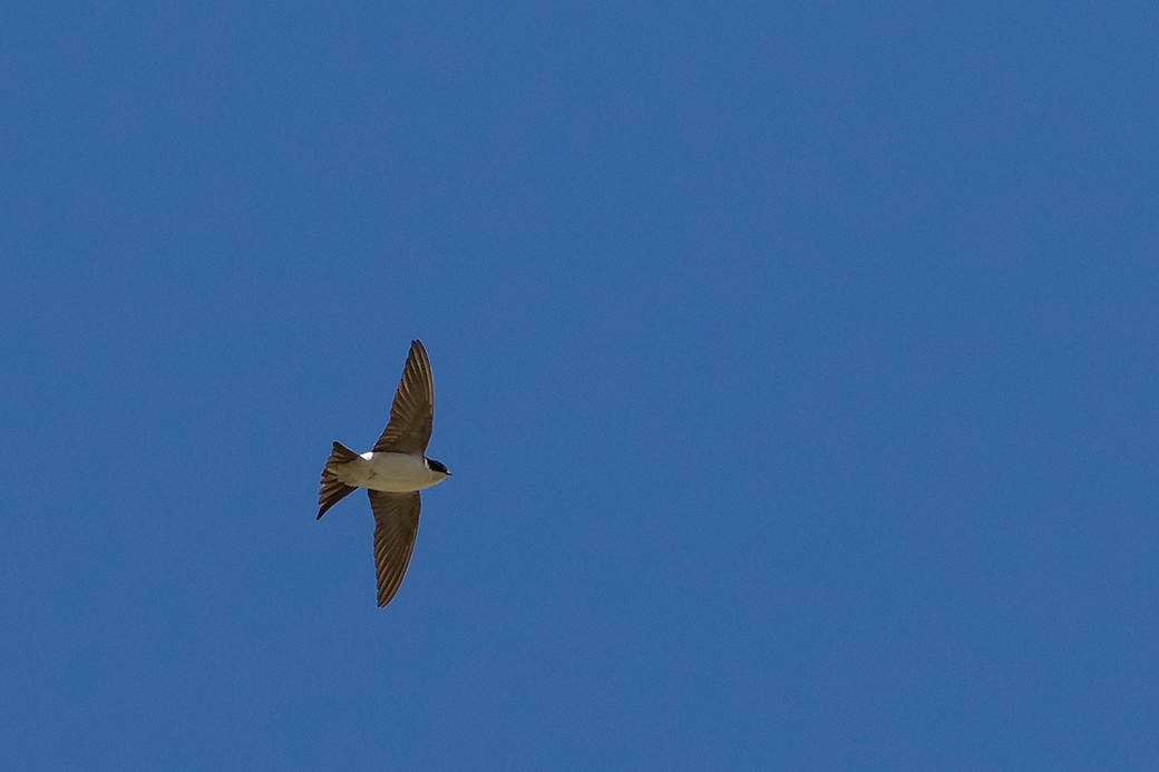 Ev Kırlangıcı