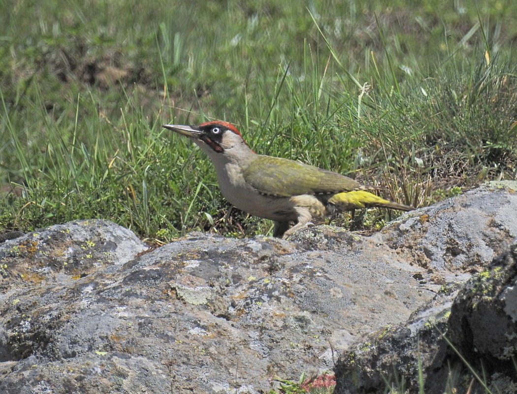 European Green Woodpecker