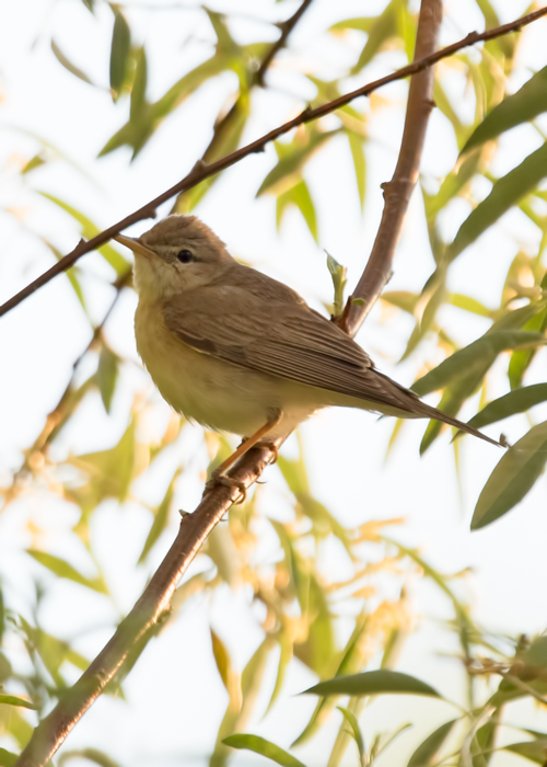 Icterine Warbler