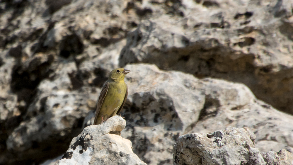 Cinereous Bunting
