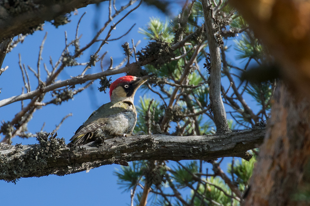 European Green Woodpecker