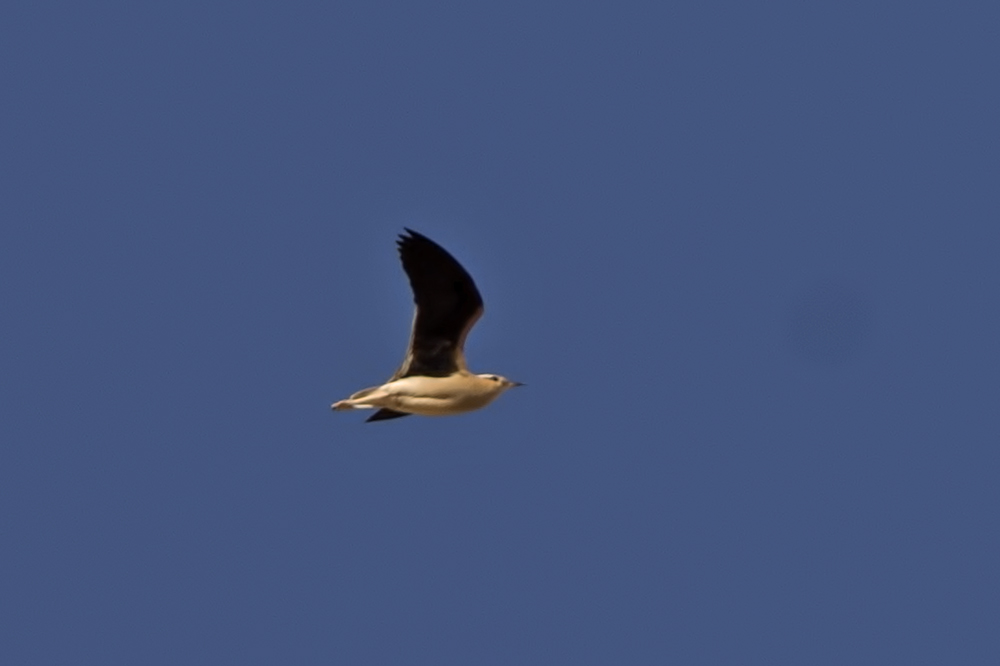 Cream-colored Courser