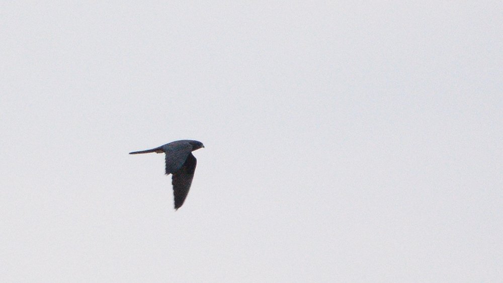 Eleonora`s Falcon