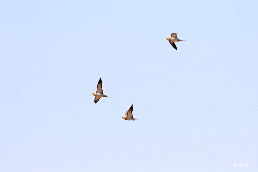 Pin-tailed Sandgrouse