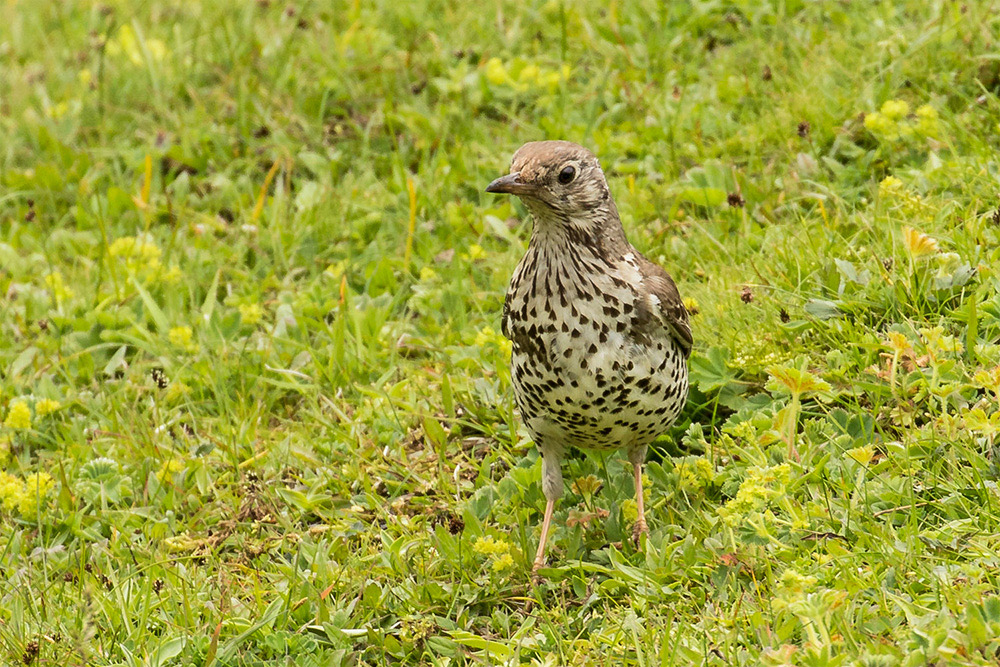 Mistle Thrush