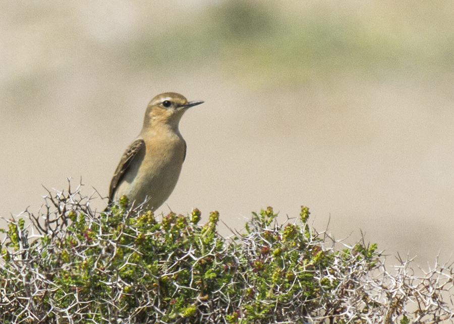 Northern Wheatear