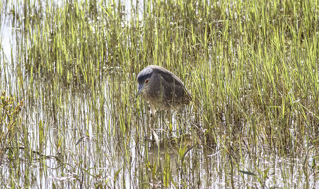 Black-crowned Night Heron