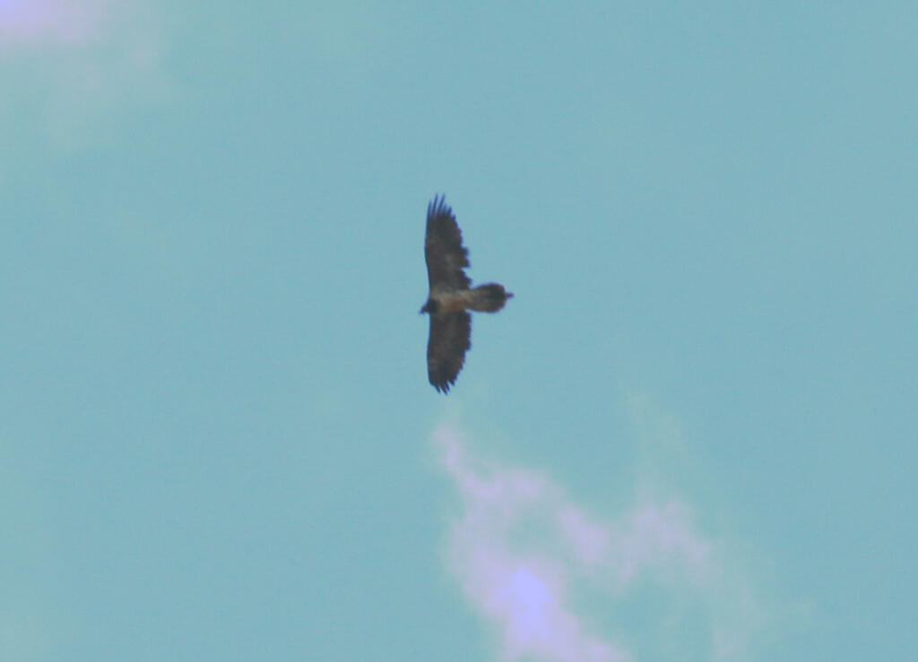Bearded Vulture