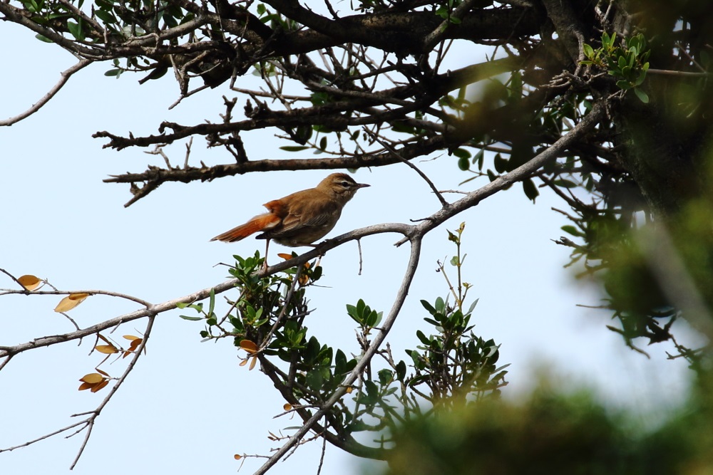 Rufous-tailed Scrub Robin