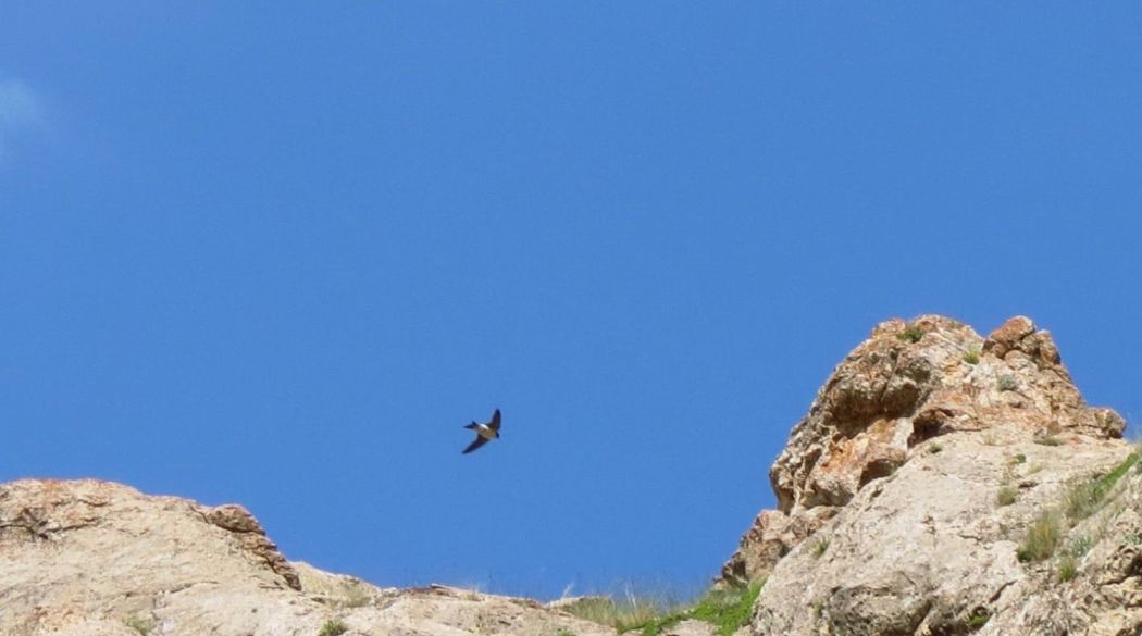 Common House Martin