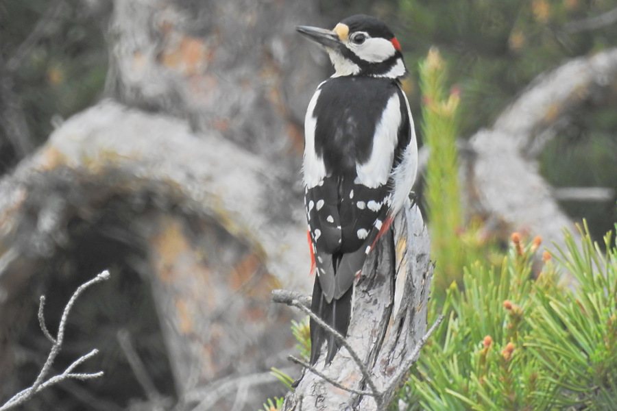 Great Spotted Woodpecker