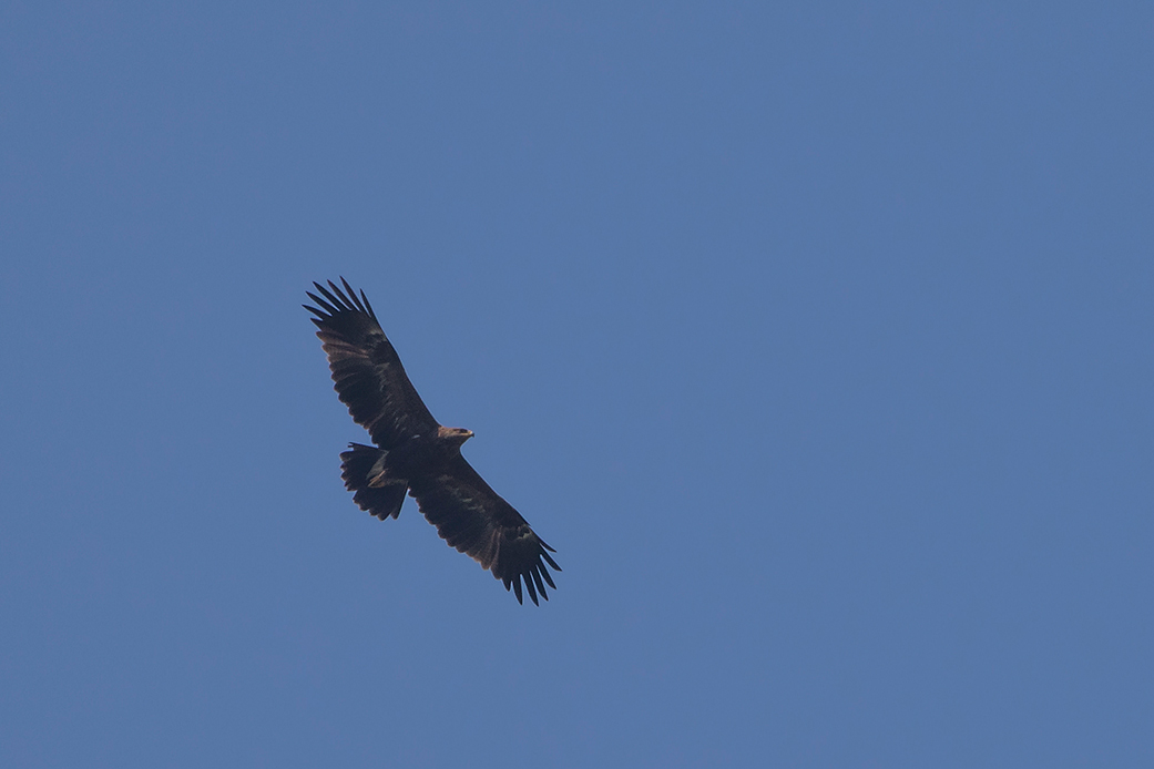 Lesser Spotted Eagle