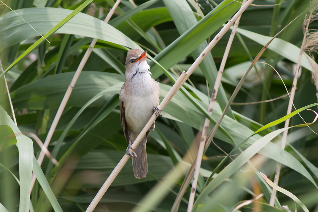 Great Reed Warbler