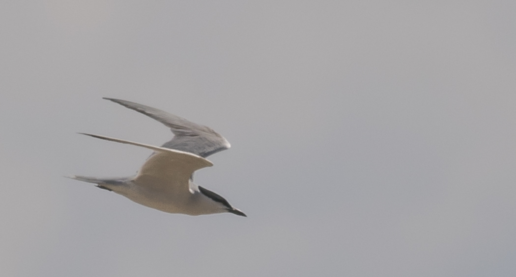 Gull-billed Tern