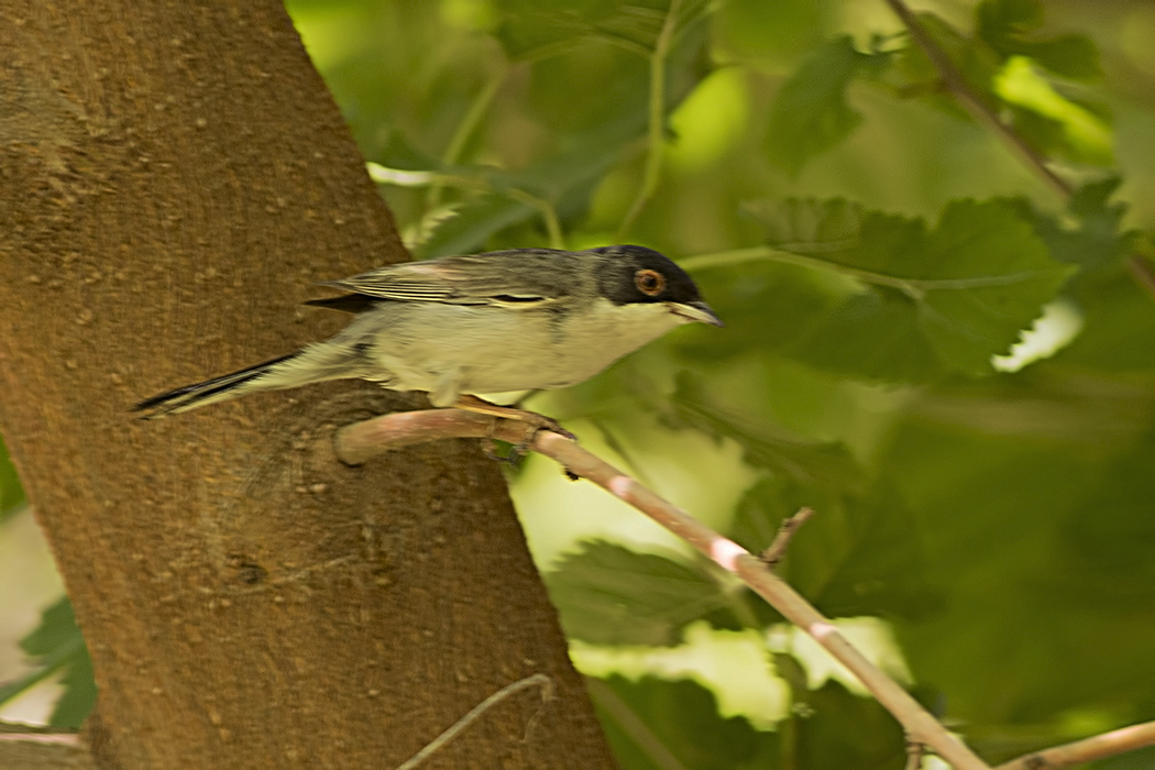 Menetries`s Warbler