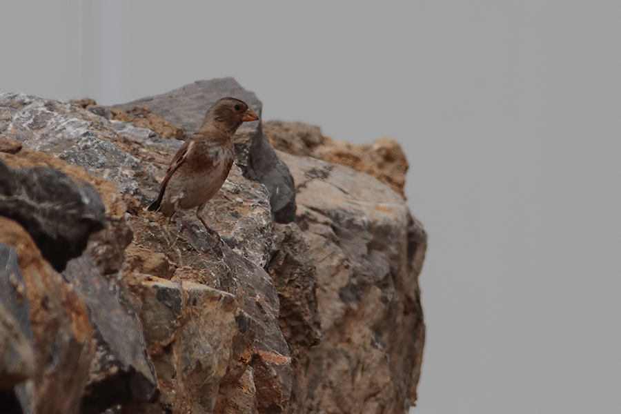 Crimson-winged Finch