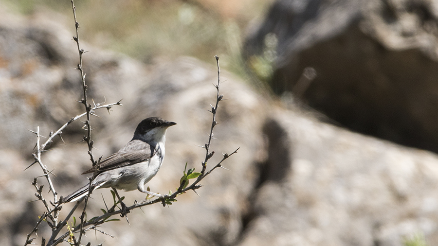 Eastern Orphean Warbler