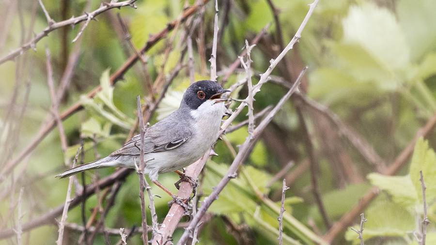 Menetries`s Warbler