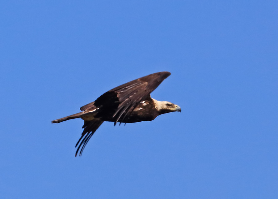Eastern Imperial Eagle